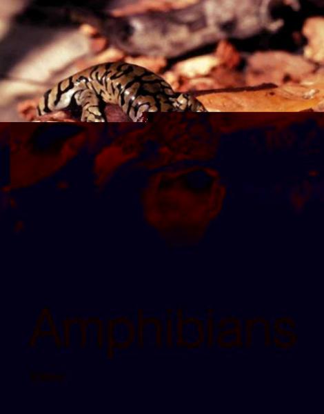 Hormones and Reproduction of Vertebrates, Volume 2: Amphibians