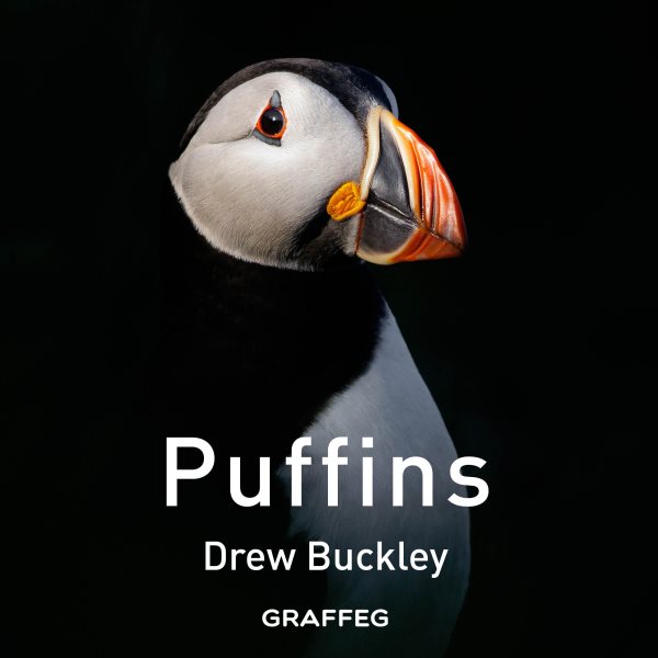 Puffins