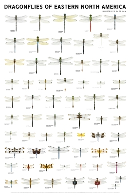 Dragonflies of Eastern North America