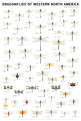 Dragonflies of Western North America