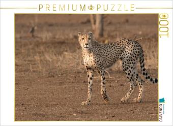 CALVENDO Puzzle Gepard, S&uuml;dafrika 2017 | 1000 Teile Lege-Gr&ouml;&szlig;e 64x48cm Foto-Puzzle f&uuml;r gl&uuml;ckliche Stunden