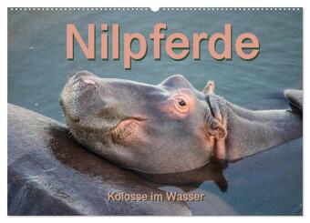 Nilpferde, Kolosse im Wasser (Wandkalender 2026 DIN A2 quer), CALVENDO Monatskalender: Atemberaubende Aufnahmen des afrikanischen "Hippos"